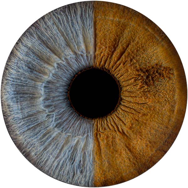 Студия Your-Eyes - фотография радужки глаза Студия Your-Eyes - фотография радужки глаза